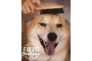 How to Maintain Your Dog’s Coat Between Grooming Appointments