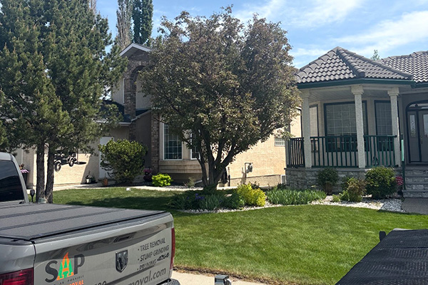 Tree Pruning and Trimming Cost in Calgary: A Homeowner’s Guide (2026)