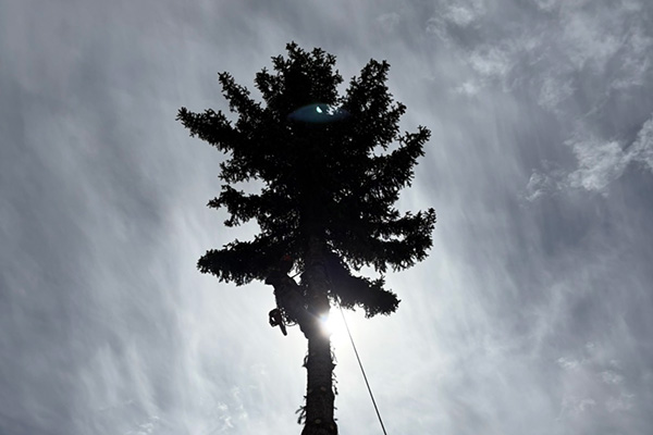 Why Trees Love Rain More Than Tap Water: The Hydrogen Peroxide Connection