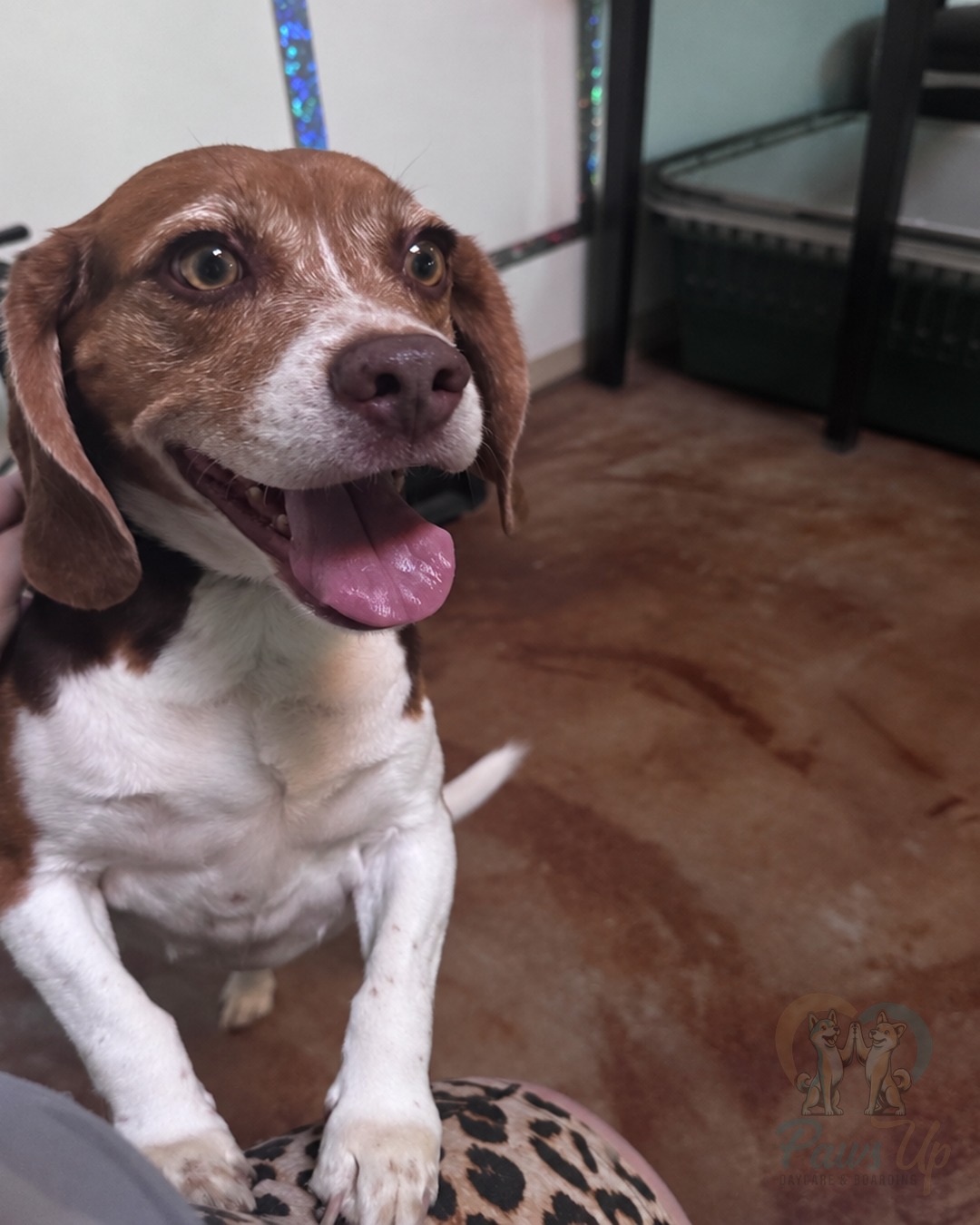 Holiday Dog Boarding in Plano: When to Book for Thanksgiving & Christmas