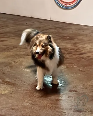 Boarding an Intact Dog in Plano (and What Happens if She's in Heat)