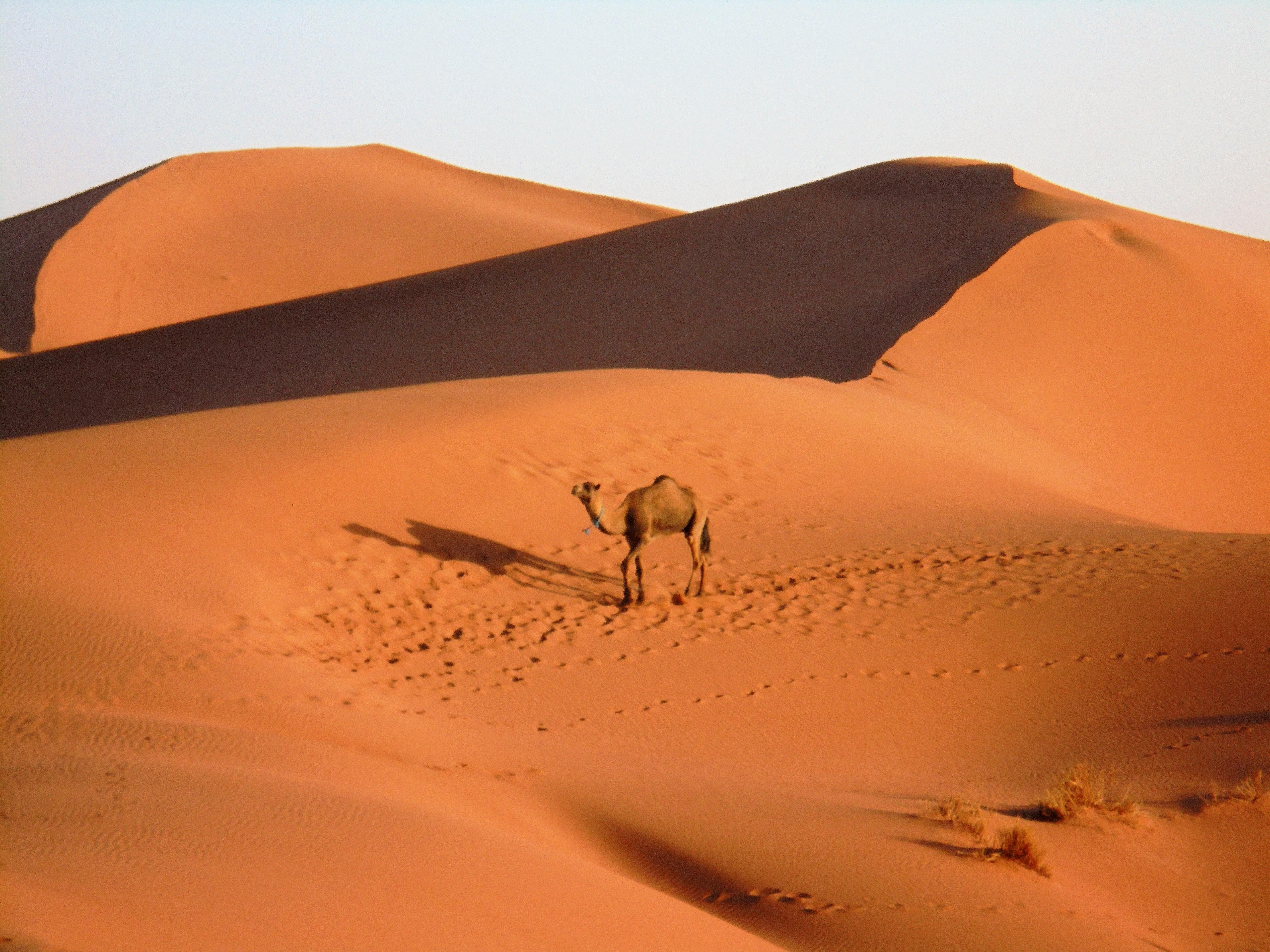 Morocco Desert Tours: How to Plan an Unforgettable Sahara Adventure
