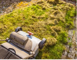 Why Your Lawn is Dying in Florida Summer Heat | Charlotte County Lawns