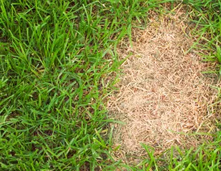 Fix Brown Patches in Lawn | Charlotte County FL Guide