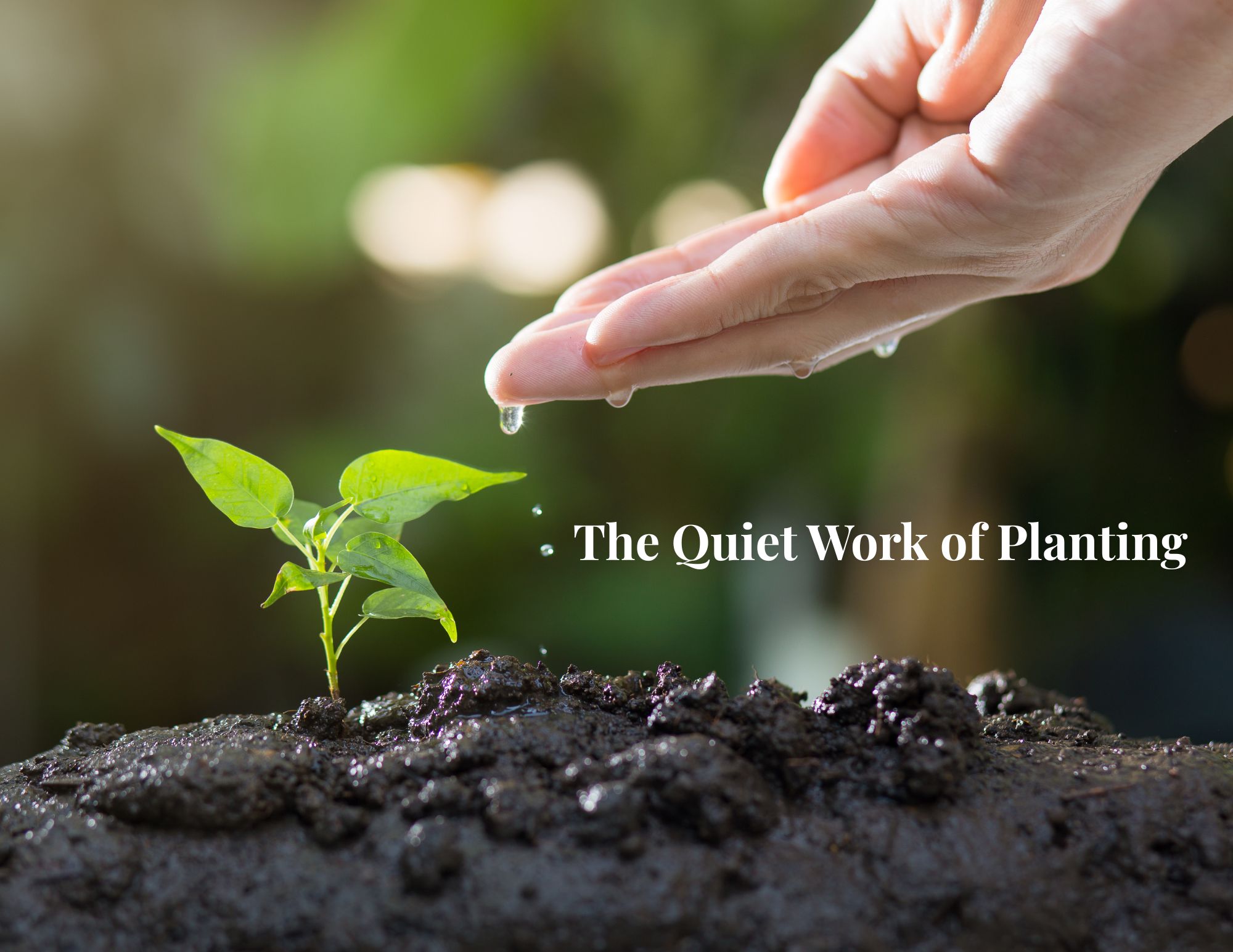 Was It Enough? Writing, Covenant, and the Quiet Work of Planting Seeds