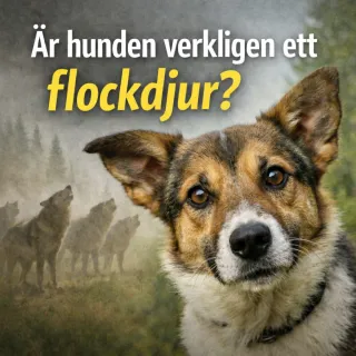 Är hunden verkligen ett flockdjur?