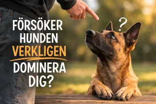 Försöker hunden verkligen dominera dig?