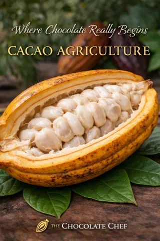 Where Chocolate Really Begins: Cacao Agriculture Explained
