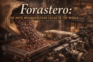 Forastero: The Most Misunderstood Cacao Bean