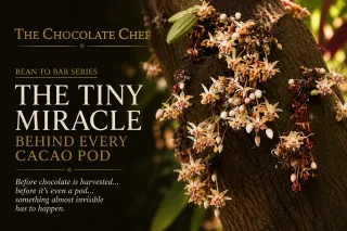 The Tiny Miracle Behind Every Cacao Pod