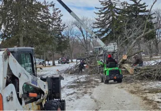 Tree Trimming in Green Bay, WI: When & How Often You Need It