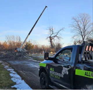Stump Grinding Near Me: Best Local Pick for Green Bay Homes