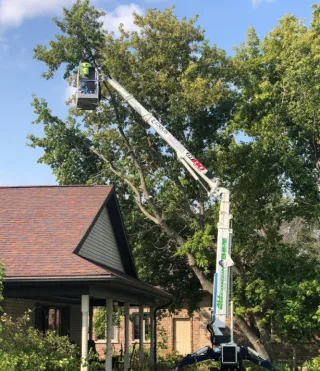 Tree Service Green Bay: Safe, Reliable & Professional Care