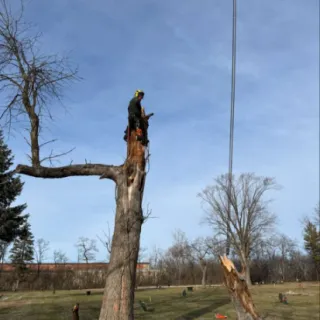 Signs You Need Tree Removal in Green Bay for Safety