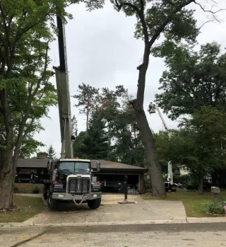 Benefits of Professional Stump Grinding for Clean Yards