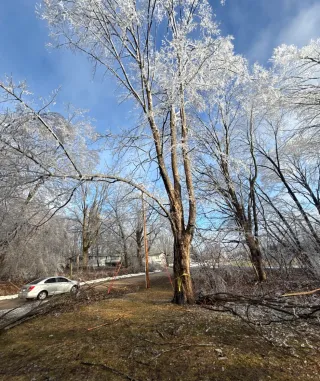 Benefits of Affordable Tree Services for Green Bay Homes Now