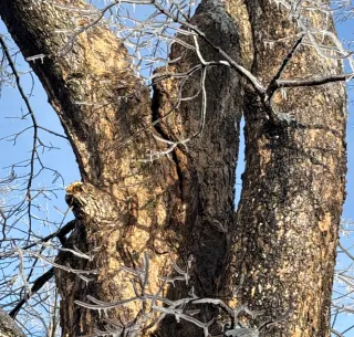 How Tree Care Services Boost Your Property’s Beauty and Value