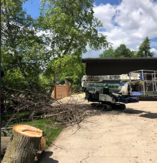 Why Owners Trust Wisconsin Tree Service for Safe Care Today