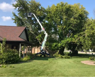 Complete Guide to Stump Removal in Green Bay WI Yard