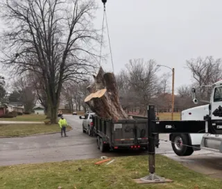 Signs You Need Tree Trimming in Green Bay Right Away