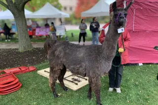 The OTHER Camel(id)s