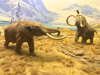 Elephants, Mastodons, and Gomphotheres, oh my!