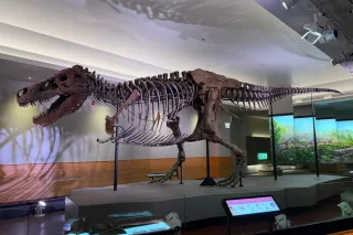Hello, its Name is SUE!