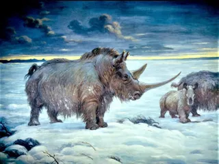 The Rhino Report: Horned Beasts