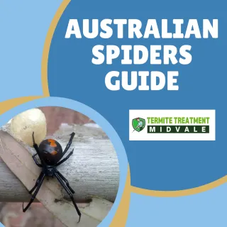 Common Spiders in Australia: How to Identify and Deal With Them