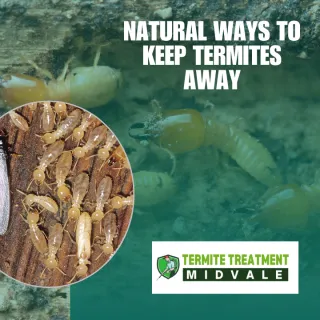Natural Ways to Keep Termites Away From Your Property