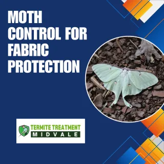 Moth Control Solutions to Protect Clothes and Fabrics