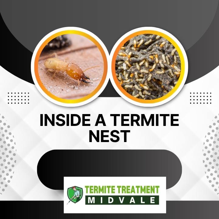Inside a Termite Nest and the Damage It Can Cause Over Time