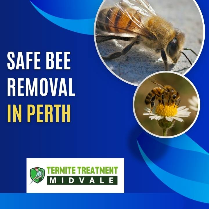 Bee Control: Safe and Effective Bee Removal for Homes and Businesses in Perth