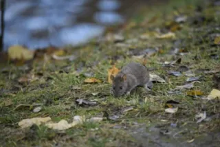 Preparing for Fall: How to Stop Bugs Before They Become a Problem