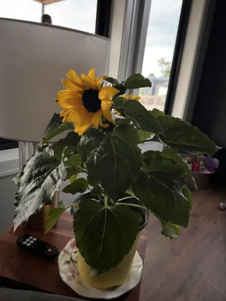 Sunflower Lessons From The Loft Orchard