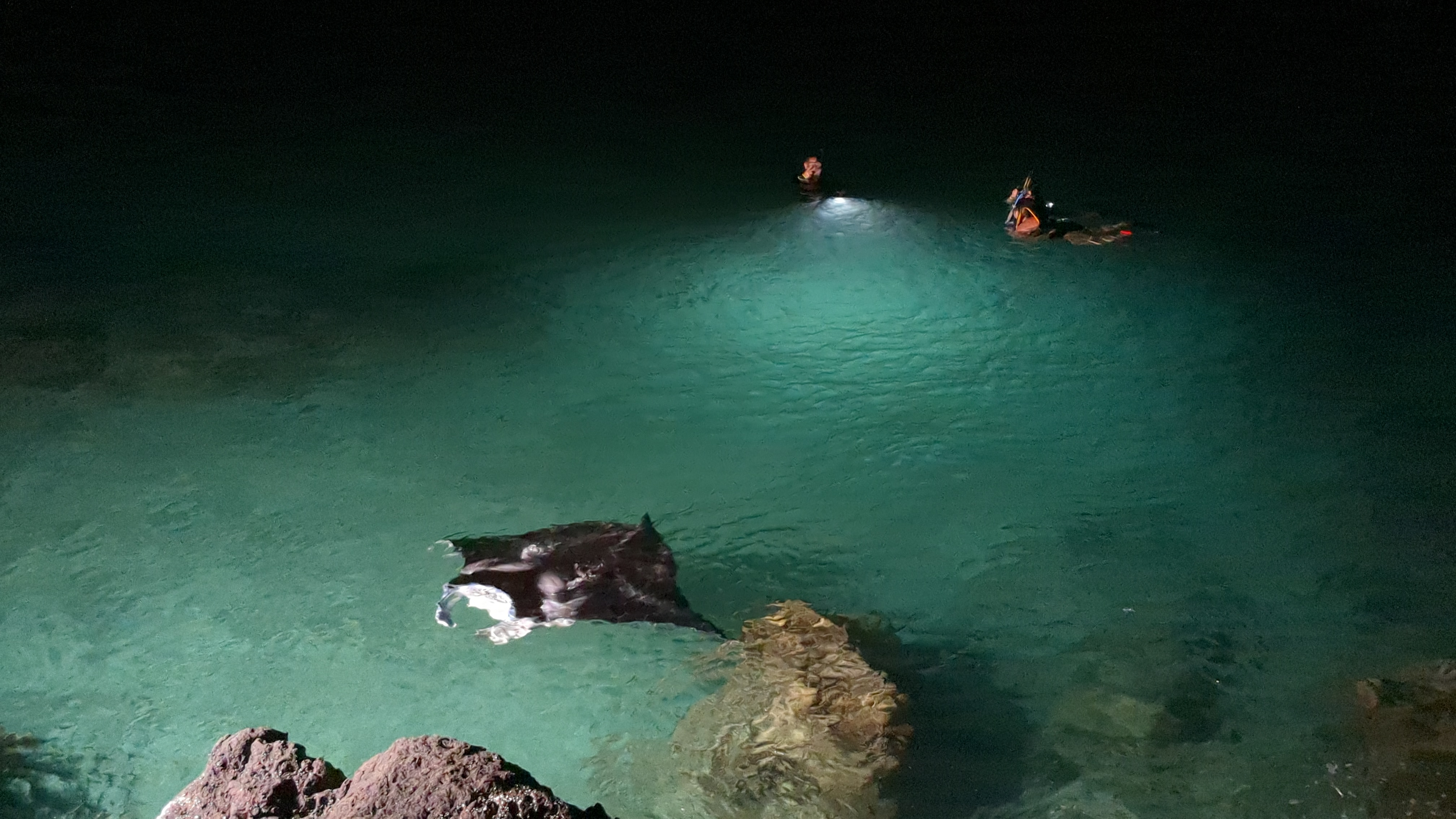 Manta Rays from the Shore: Copper Bar at Mauna Kea Beach Hotel