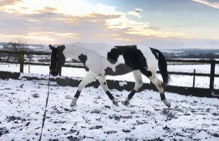 Winter Lunging: How to Make It Actually Build Your Horse