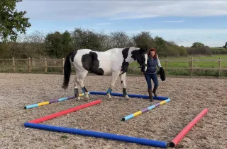 The Difference Between Exercising Your Horse and Actually Training Them
