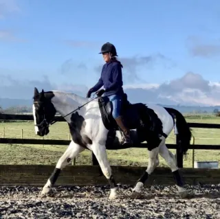  Most People Are Exercising Their Horse… Not Training Them