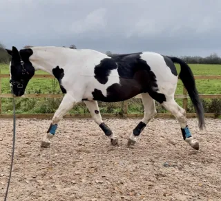 If Your Horse Falls In on a Circle, Start Here