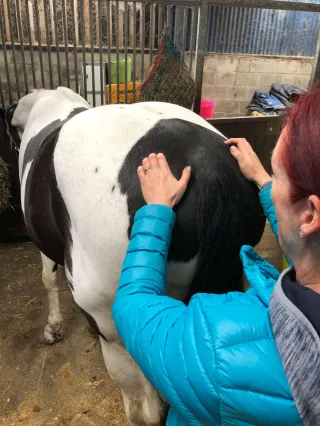 Why Most Horses Aren't Ready To Work When You Pick Up The Reins