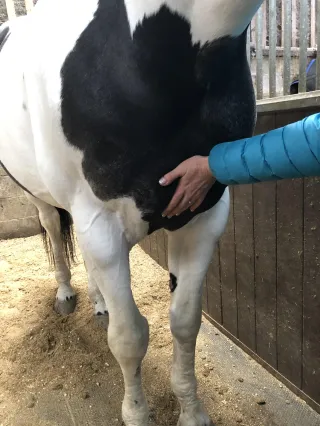 Two Exercises You Can Try With Your Horse This Week