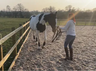 Is Your Horse Stiffer on One Rein?