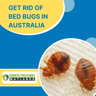 How to Get Rid of Bed Bugs in Australia