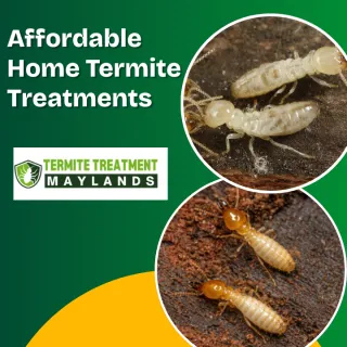 Affordable Termite Treatment Options for Homeowners