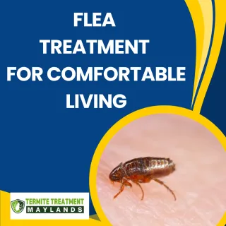 Flea Treatment Services for Safe and Comfortable Living
