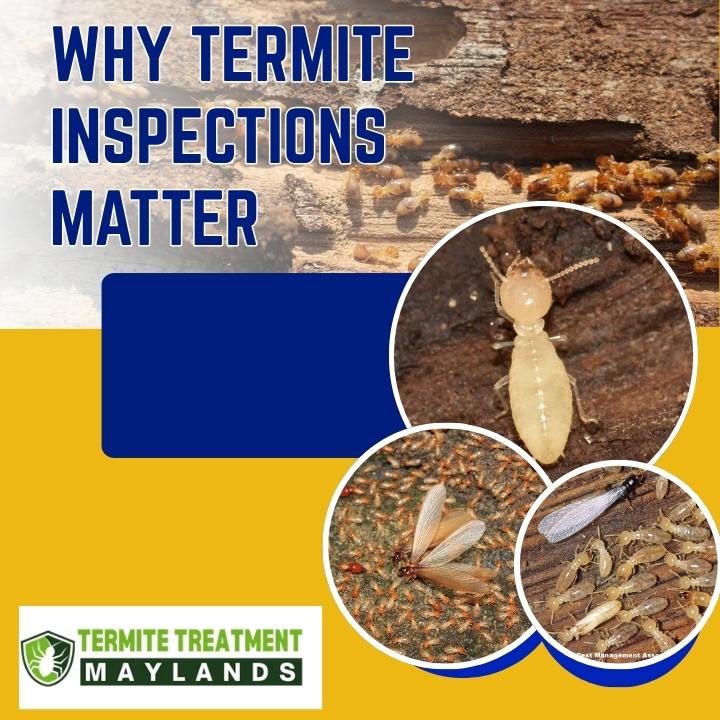 Why a Termite Inspection Can Save You From Costly Home Repairs