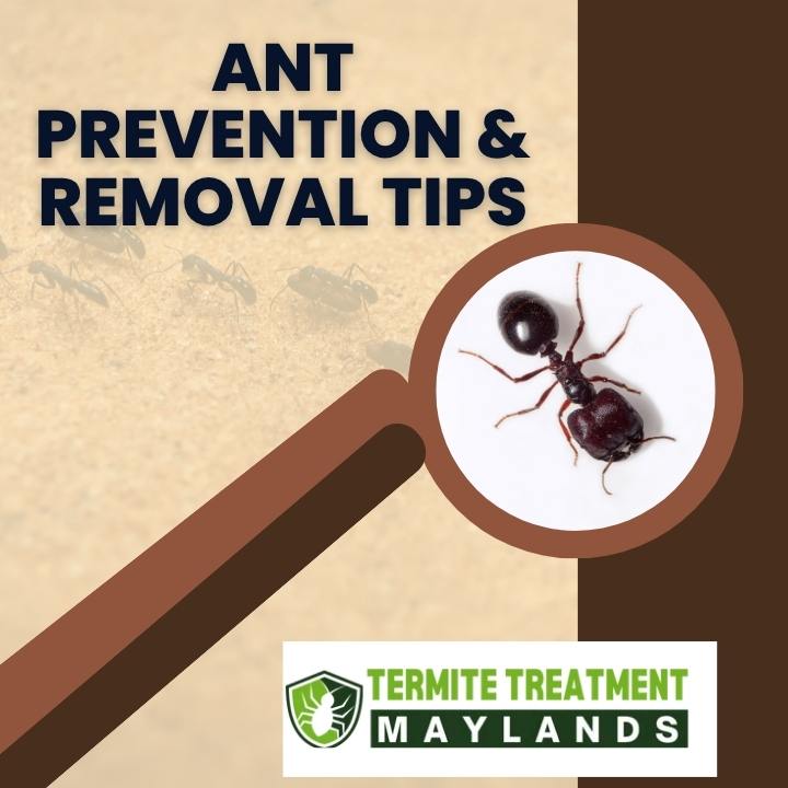 Complete Guide to Ant Prevention and Removal for Lasting Protection