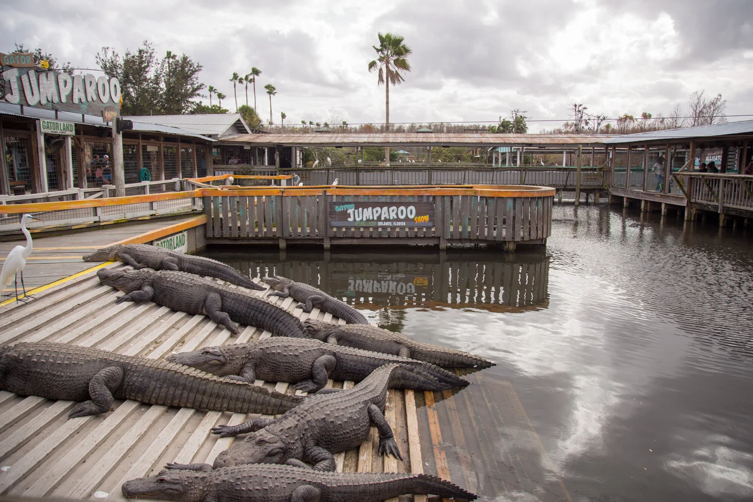 Gatorland Orlando, FL: The Wild Side of Orlando You Absolutely Have to Experience 🐊🌴🚗