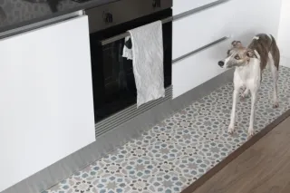 What Should I Feed My Fussy Whippet